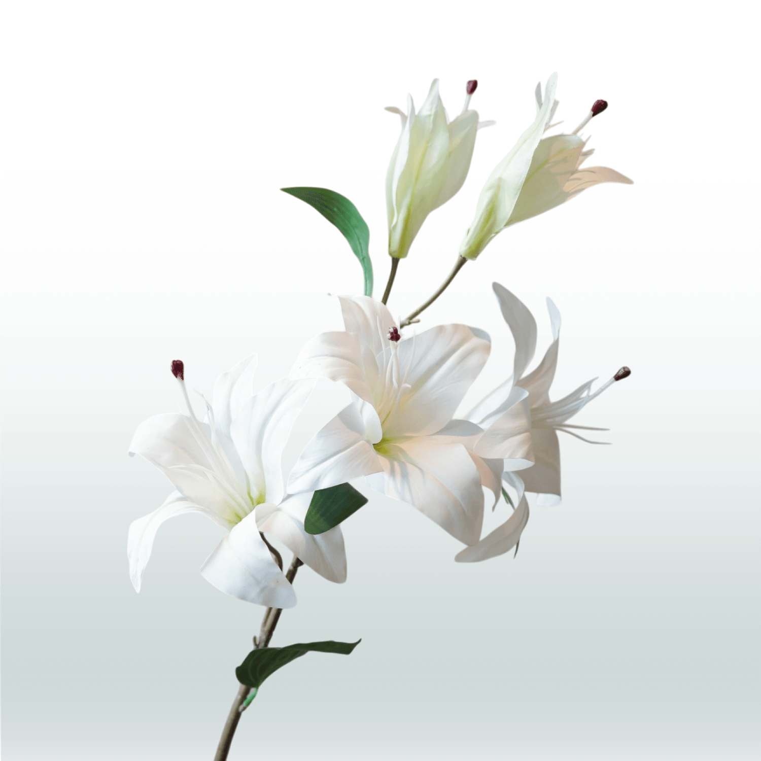 Tijgerlelie wit 98cm