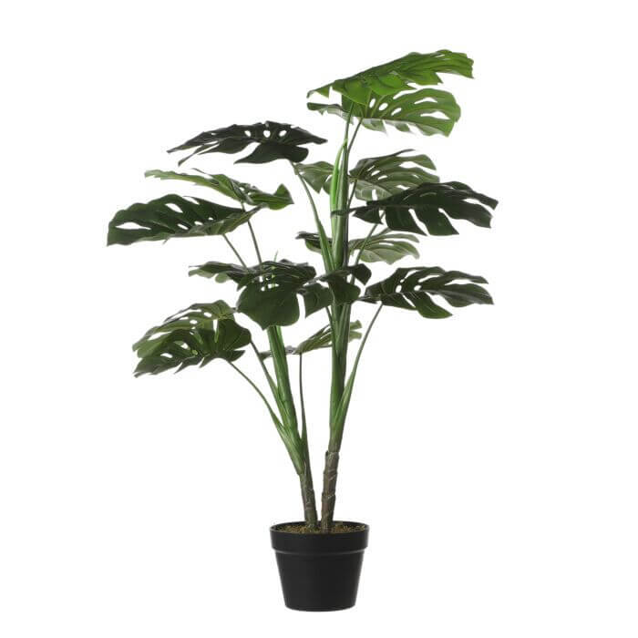 Monstera in pot  - h100 x d70cm