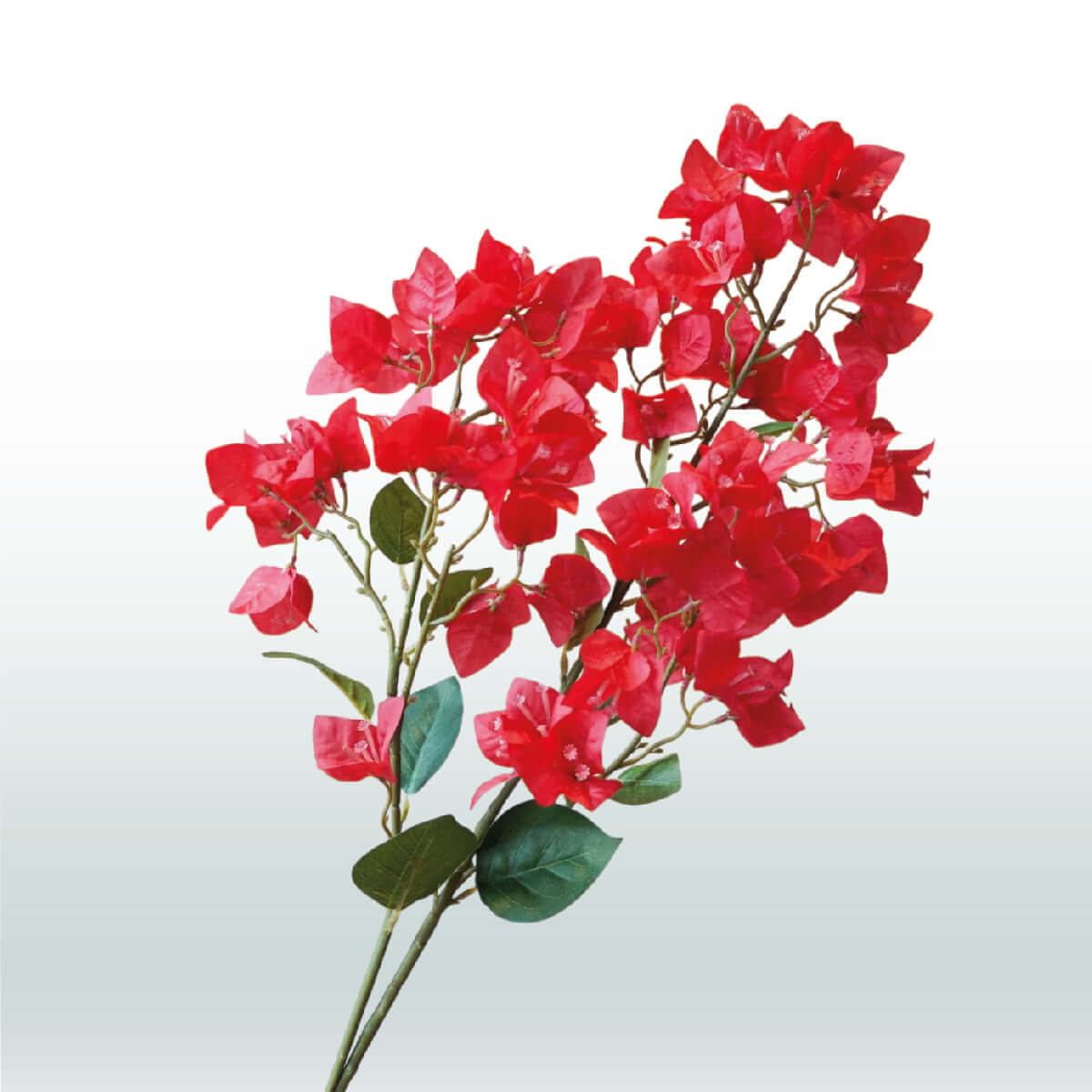 Bougainvillea 98cm rood