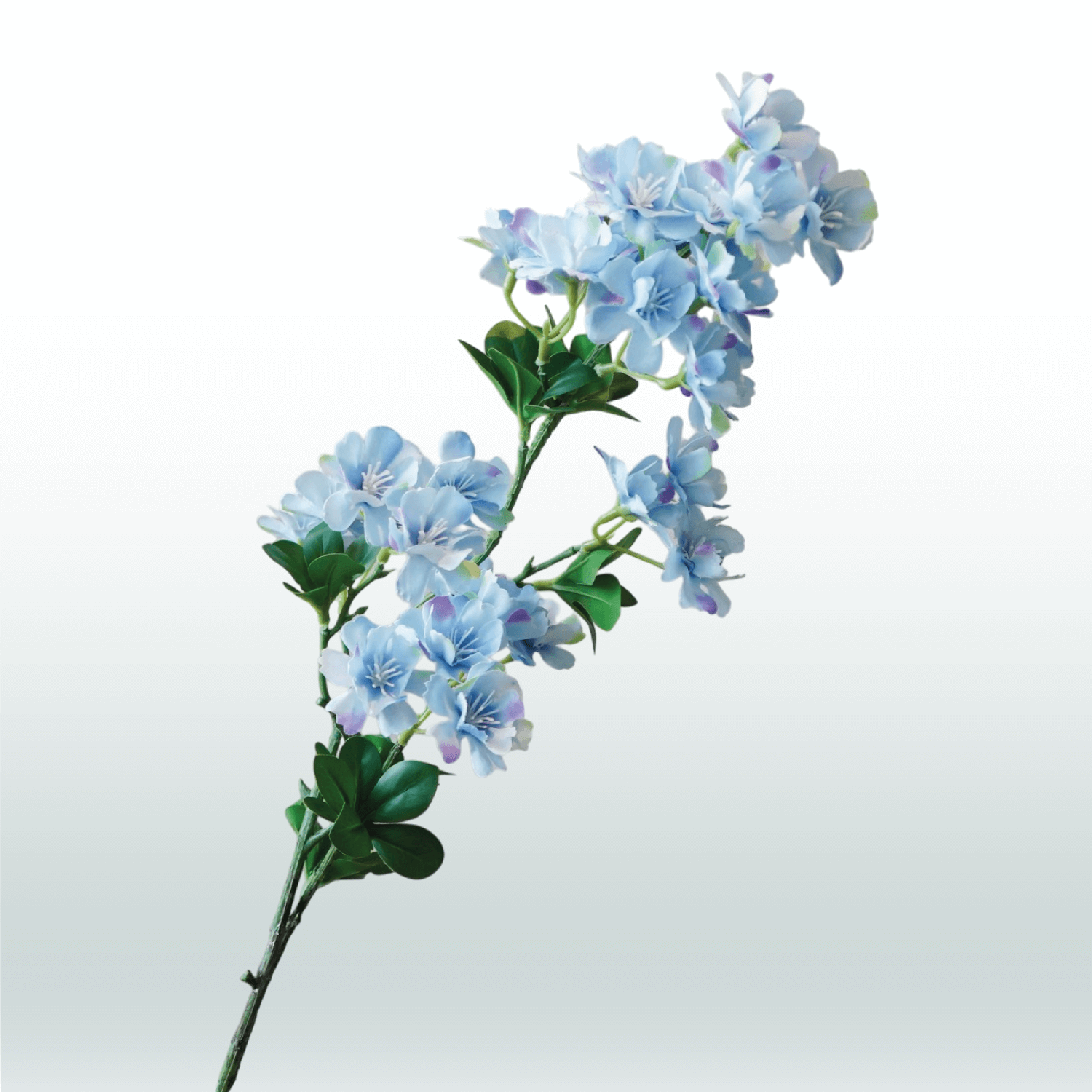 Jasmijn Bloesem 80cm