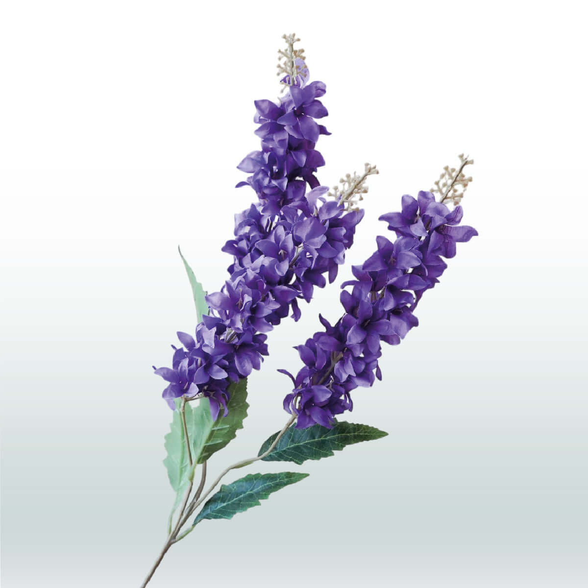 Ridderspoor Delphinium Drietak 82cm donkerpaars